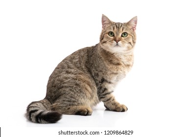 Close Up Of Brown British Cat Sitting On White Background Isolated