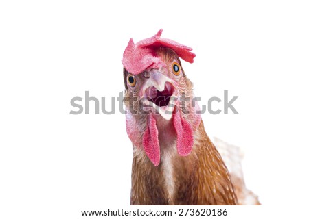 close up of brown chicken head open mouth surprising emotion  isolated white background,funny animals theme