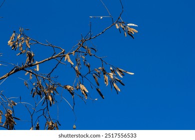 Close up of a brown color 'Robinia pseudoacacia' seed pod against a bright nature background. - Powered by Shutterstock