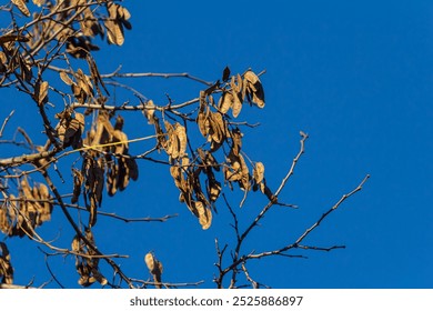 Close up of a brown color 'Robinia pseudoacacia' seed pod against a bright nature background. - Powered by Shutterstock