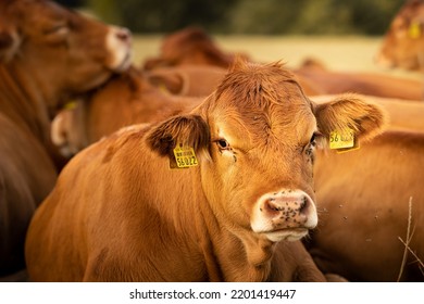 Close Up Of A Brown Cow. A Herd Of Brown Cows Cuddling, Laying On A Field In The Background In Germany, Europe