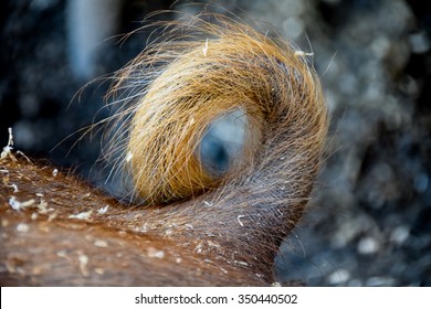 Close up of brown curly, furry,  pig's tail.