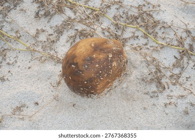 Close up of brown decomposed fruit lying on grey sand. Dry vine branches surrounding organic waste. Natural decomposition process in arid environment outdoors.