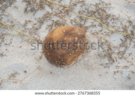 Close up of brown decomposed fruit lying on grey sand. Dry vine branches surrounding organic waste. Natural decomposition process in arid environment outdoors.