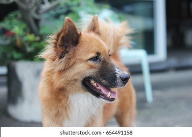 Close Up Brown Dog With Open Mouth Looking To The Right, Close Up Brown Dog In Standing Position