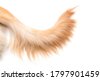 golden retriever tail