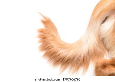 Close Up Brown Dog Tail (Golden Retriever) Isolated On White Background. Top View With Copy Space For Text Or Design