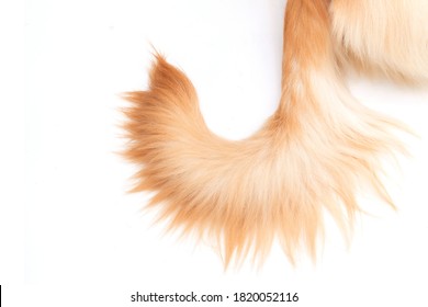 Close Up Brown Dog Tail (Golden Retriever) Isolated On White Background. Top View With Copy Space For Text Or Design