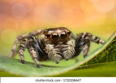 Cute Spider Images Stock Photos Vectors Shutterstock