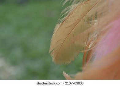 Close Up Brown Feather Duster On Outdoor