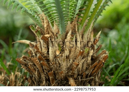 Close up of brown fern rhizomes with green fronds sprouting above