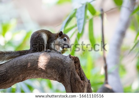 Close up Brown Finlayson's squirrel or Variable squirrel found in gardens and parks in cities of bangkok or Southeast Asia. It are eating madan with sour flavor on the branches of the tree.