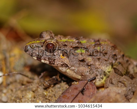 Similar – Image, Stock Photo Real frog Frog Doorman
