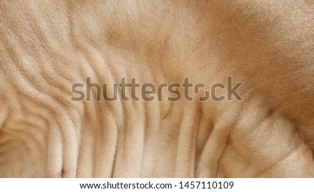 Close up brown fur and wrinkle pattern of American Brahman cow's skin (dewlap) 