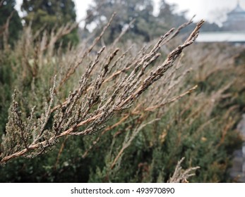 close up brown grass 