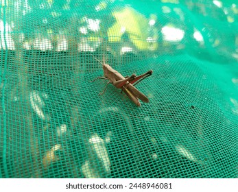 close up of a brown grasshopper attached to a blue mesh fence