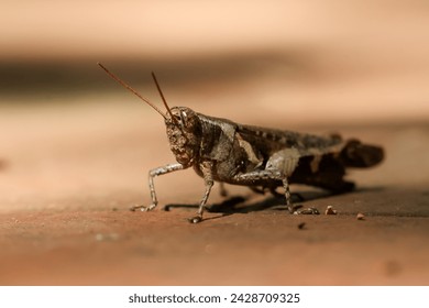 close up brown grasshopper with big beautiful eyes Insects look amazing when seen up close.