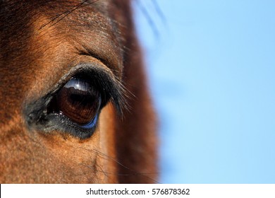 Close up of brown horse eye on sunny day
