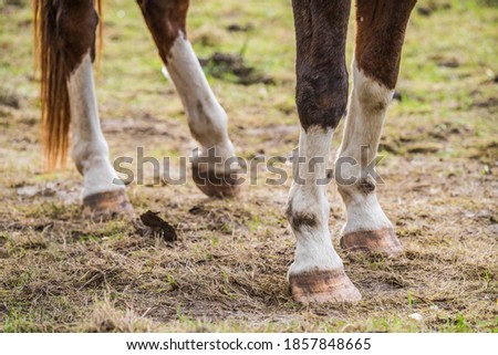 Close up of brown horse legs and hooves.