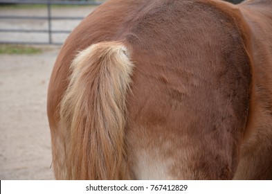 Close Up Of A Brown Horse Rear End Or Butt And Tail