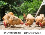 Close up brown large hen and rooster pecking food on the farmyard on the rural chicken farm. Traditional free-range chicken. Betong chicken.