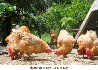 Close up brown large hen and rooster pecking food on the farmyard on the rural chicken farm. Traditional free-range chicken. Betong chicken. - Shutterstock ID 1840784284