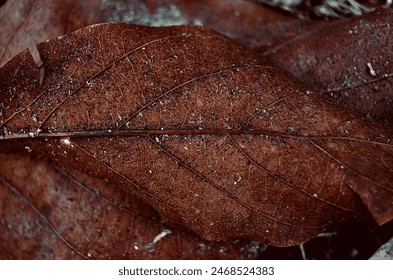 Close up of brown leaf