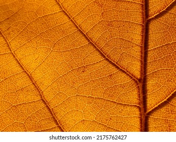 close up brown leaf texture ( autumn leaf ) - Powered by Shutterstock