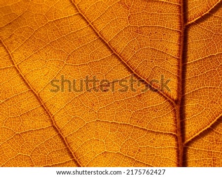 close up brown leaf texture ( autumn leaf )