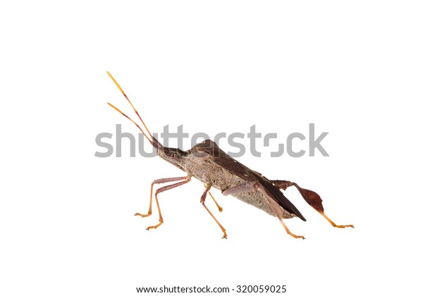 840 Sap Sucking Bug Images, Stock Photos & Vectors | Shutterstock
