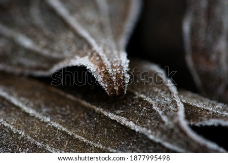 Similar – Foto Bild Der Frost geht weg. Winter