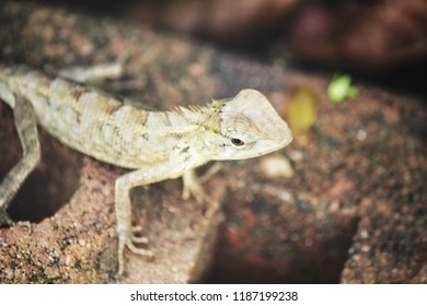 Close up of brown lizard