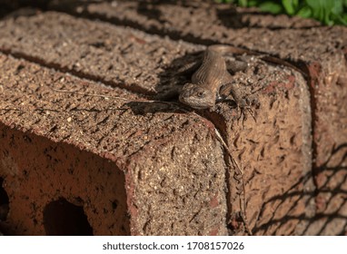 A close up of a brown lizard.