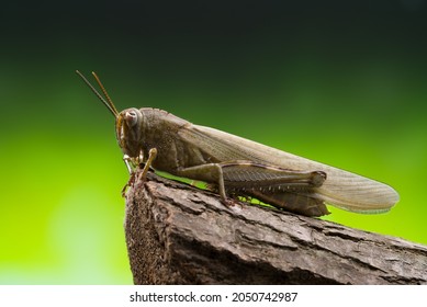 Close Up Of A Brown Locust On A Branch