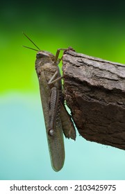 Close Up Of A Brown Locust On A Tree