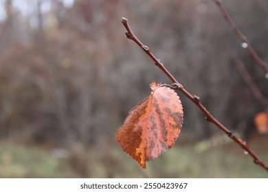 Close up of a brown and orange leaf clinging to a bare branch in the fall season - Powered by Shutterstock