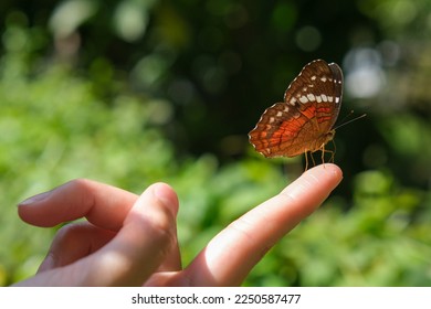 Close up brown orange white macro butterfly land on hand finger with blurred green background. Butterfly is touching people hand. People animal nature concept.  Selective focus. Open space area. - Shutterstock ID 2250587477