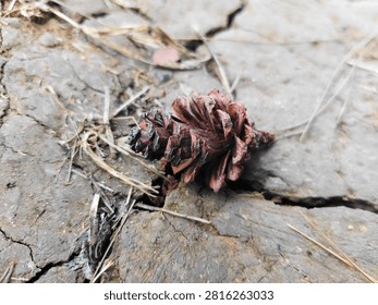 Close up of brown pine cone lying on cracked dry soil with pine needles. Forest floor, nature detail, and environment. Drought, ecology, and botany. Textured earth background in autumn 
Macro of a single dry brown pine cone on cracked dry earth with pine needles and twigs. Forest floor texture, drought, and environment. Botany, nature detail, and ecology. Autumn or dry season concept.
