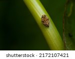 Close up of the Brown planthopper on green leaf in the garden. the Nilaparvata lugens (Stal) on green brunch.