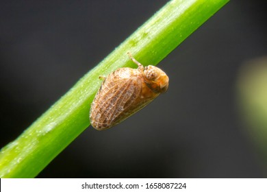 Close up of the Brown planthopper on green leaf in the garden. the  Nilaparvata lugens (Stal) on green brunch.