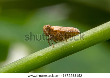 Close up of the Brown planthopper on green leaf in the garden. the  Nilaparvata lugens (Stal) on green brunch.