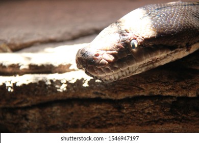 Gambar ular sawa