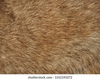 Close Up Brown Rabbit Fur Texture Background. Animal Short Fur Natural.