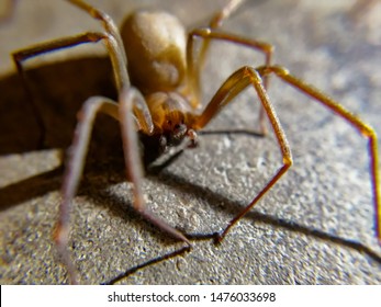 Close Up Of Brown Recluse