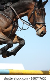 Close Up Of Brown Show Jumping Horse