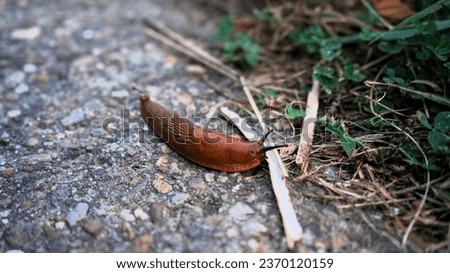 Close up of a brown slug on the edge of a path on a wet day in autumn
