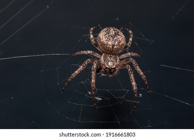 216,079 Scary spider Images, Stock Photos & Vectors | Shutterstock