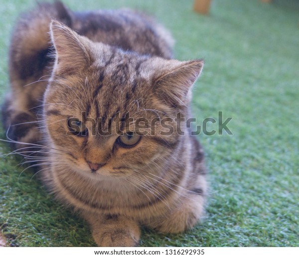 Close Brown Tabby American Shorthair Cat Stock Photo Edit Now