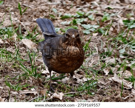 Close Brown Thrush Portrait With Sharp Eye Detail, Lowangle View Highlights Warm Chestnut Plumage And Textured