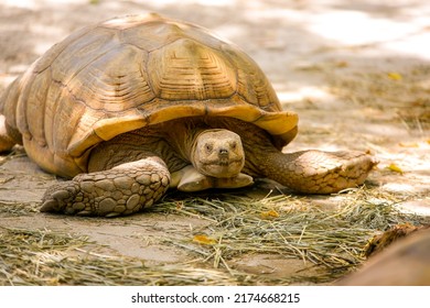 5,814 Terrestrial Reptiles Images, Stock Photos & Vectors | Shutterstock